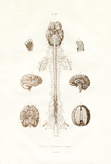 Nervous system van French School, (19th century)