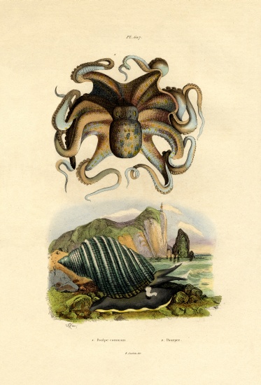Octopus van French School, (19th century)