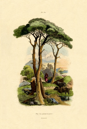Pine Tree van French School, (19th century)