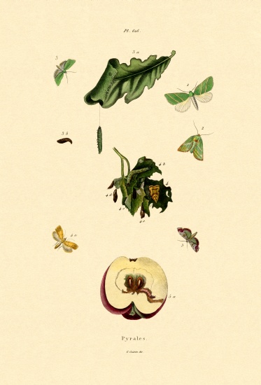 Snout Moths van French School, (19th century)