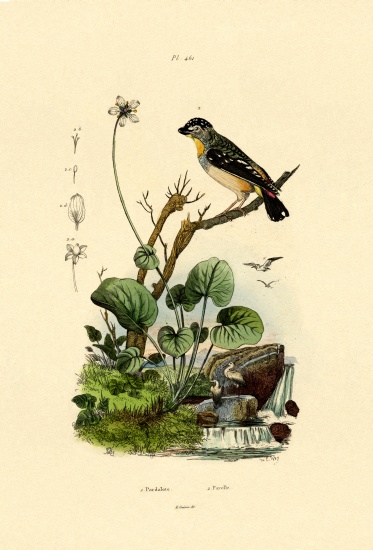 Spotted Pardalote van French School, (19th century)
