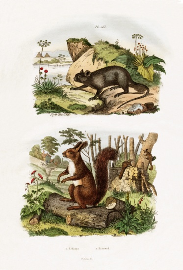 Tree Rat van French School, (19th century)