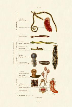 Zoophytes