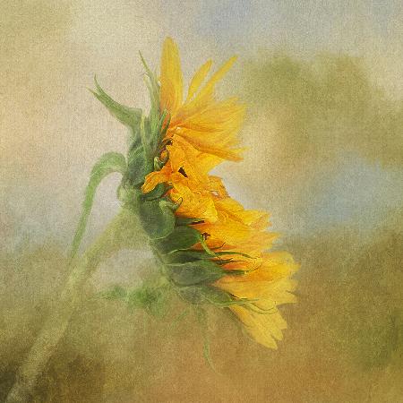 Fading Sunflower