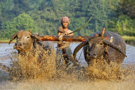 Plowing a Rice Field