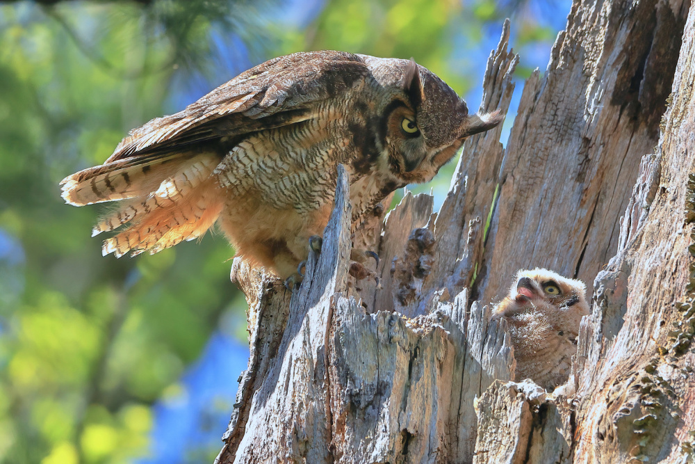 Great Horned Owl van Gavin Lam