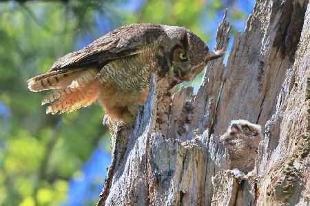 Great Horned Owl