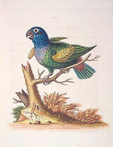 The Blueheaded Parrot. / Le Perroquet bleue van George Edwards