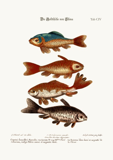 The Goldfish from China van George Edwards