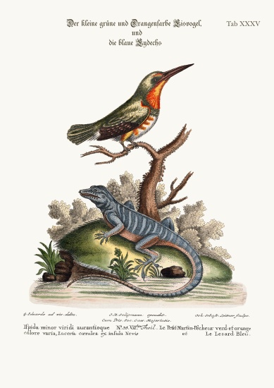 The little Green and Orange-coloured King-Fisher and the Blue Lizard van George Edwards