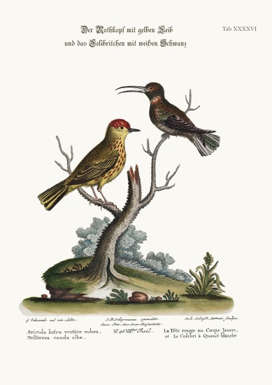 The Yellow Red-Pole, and the White-tailed Hummingbird van George Edwards