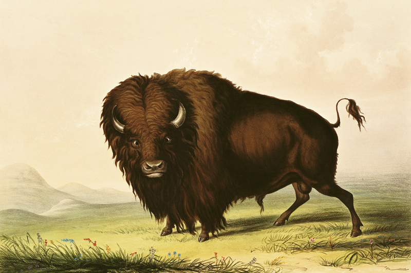 A Bison, c.1832 van George Catlin