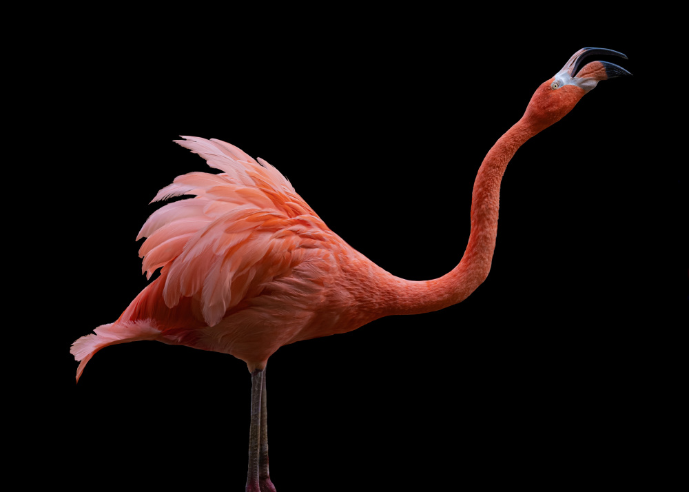 Flamingo van Georgios Tsikiridis