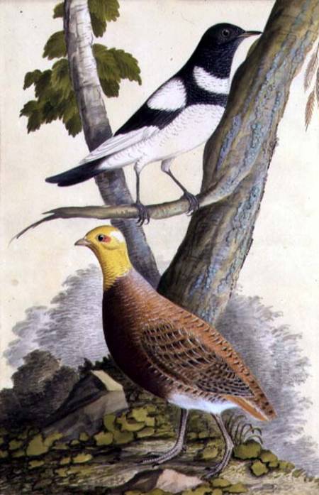 Black-Throated Thrush (Turdus ruficollis) and Partridge (Perdix perdix) van German School