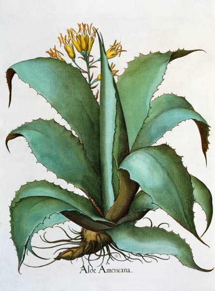 American Aloe: Aloe Americana, from the 'Hortus Eystettensis' by Basil Besler (1561-1629), pub. 1613 van German School, (17th century)