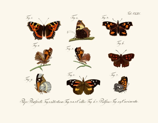 Butterflies van German School, (18th century)