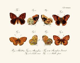 Butterflies