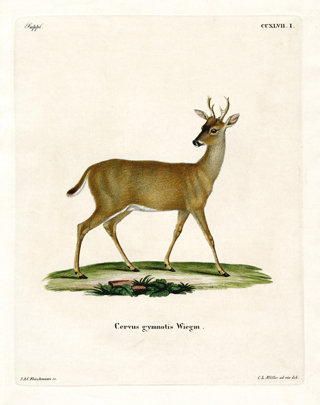Virginian Deer van German School, (19th century)