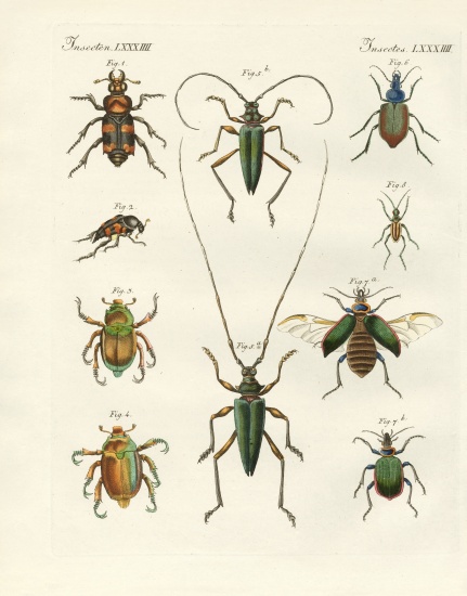 Beatiful beetles van German School, (19th century)