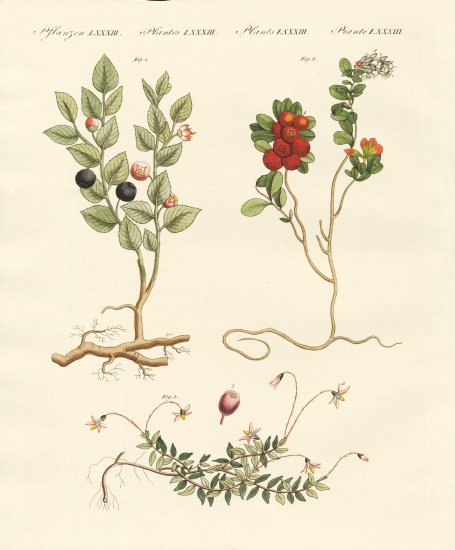 Berry bushes van German School, (19th century)