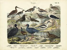 Birds, c.1860