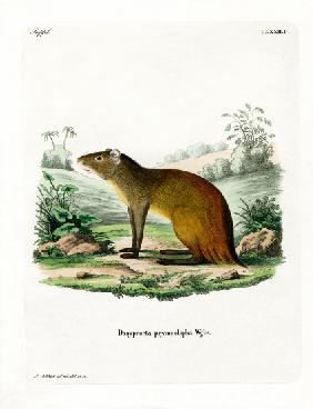 Black-rumped Agouti