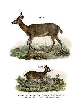 Bohor Reedbuck