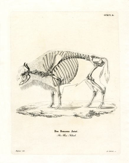 Cattle Skeleton van German School, (19th century)