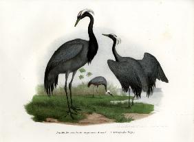 Demoiselle Crane