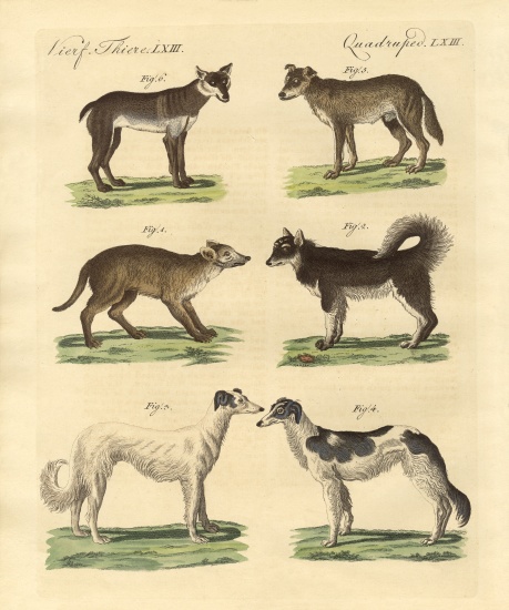 Different kinds of dogs van German School, (19th century)