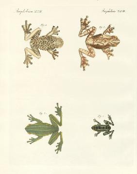 Different kinds of foreign tree frogs