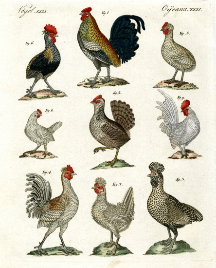 Different kinds of hens van German School, (19th century)