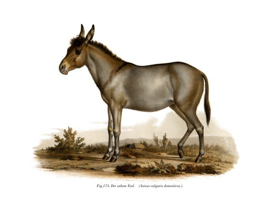 Donkey van German School, (19th century)