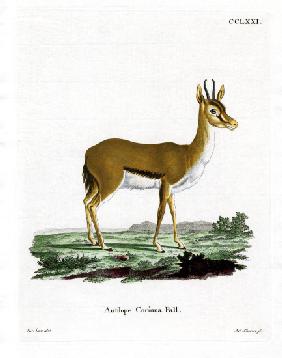 Dorcas Gazelle