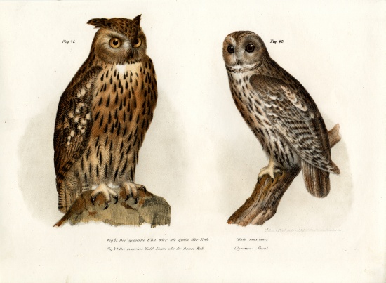 Eagle Owl van German School, (19th century)