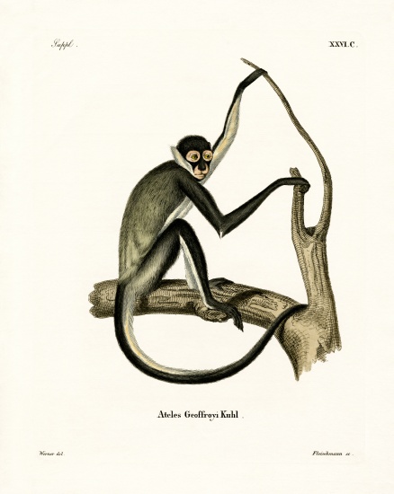 Geoffroy's Spider Monkey van German School, (19th century)