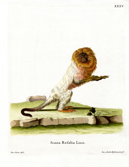 Golden Lion Tamarin van German School, (19th century)