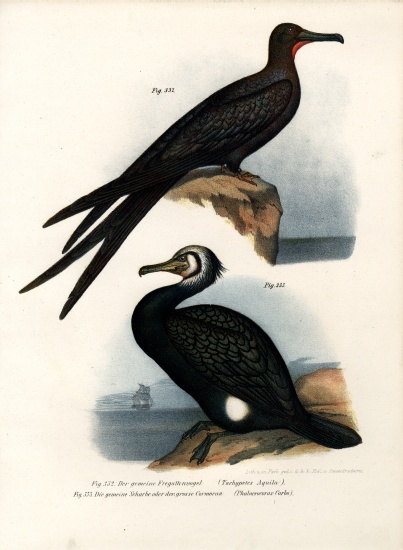 Great Frigate Bird van German School, (19th century)
