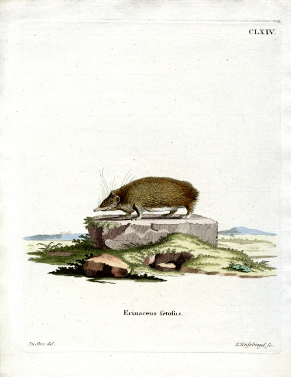 Greater Hedgehog Tenrec van German School, (19th century)