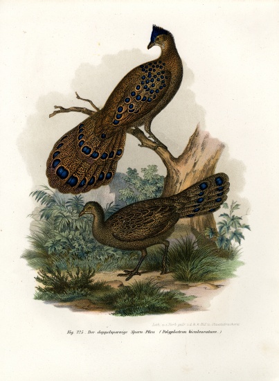 Grey Peacock-Pheasant van German School, (19th century)