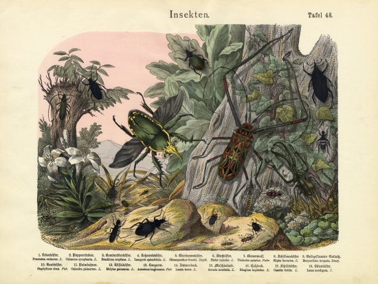 Insects, c.1860 van German School, (19th century)