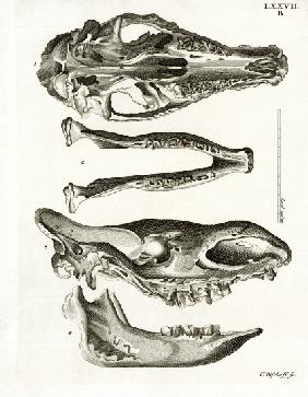 Jaw Bones