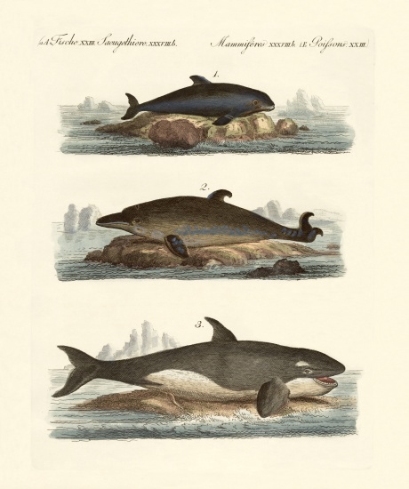 Kinds of whales van German School, (19th century)