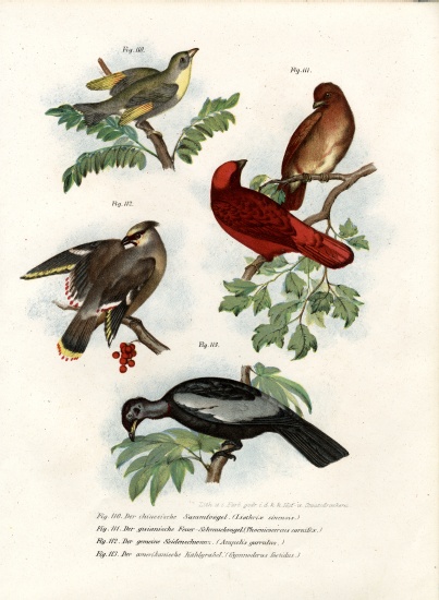 Leiothrix Bird van German School, (19th century)