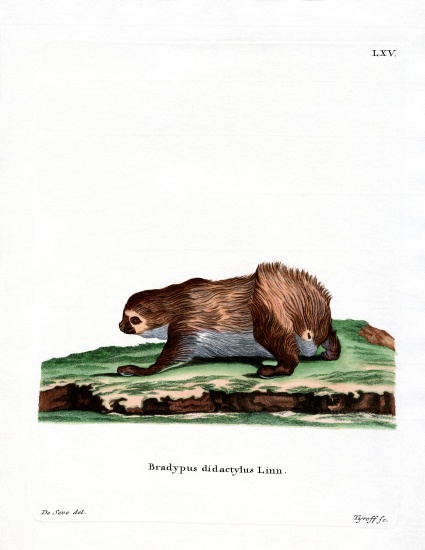 Linnaeus's Two-toed Sloth van German School, (19th century)