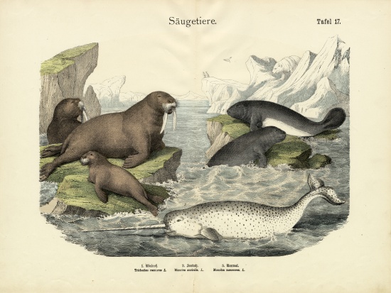 Mammals, c.1860 van German School, (19th century)