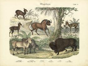 Mammals, c.1860