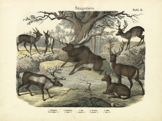 Mammals, c.1860 van German School, (19th century)