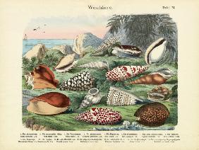 Molluscs, c.1860