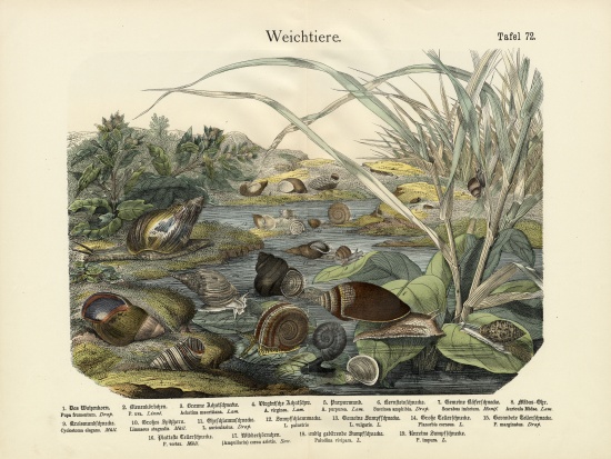 Molluscs, c.1860 van German School, (19th century)